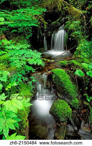 Picture - Lush groundcover and creek along the east fork of the Quinault River, Quinalt Rain Forest, Olympic National Park, Washington USA.. Fotosearch