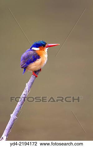 Malachite kingfisher (Alcedo cristata), on the branch, Kruger National Park, South Africa. View Large Photo Image Stock Image - Malachite kingfisher (Alcedo cristata), on the branch, Kruger National Park, South Africa.. Fotosearch