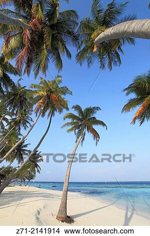 Maldives, Maafushi Island, coconut palm grove, beach,. View Large Photo Image Picture - Maldives, Maafushi Island, coconut palm grove, beach,.. Fotosearch