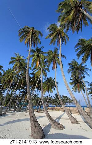 Maldives, Maafushi Island, coconut palm grove,. View Large Photo Image Stock Image - Maldives, Maafushi Island, coconut palm grove,.. Fotosearch