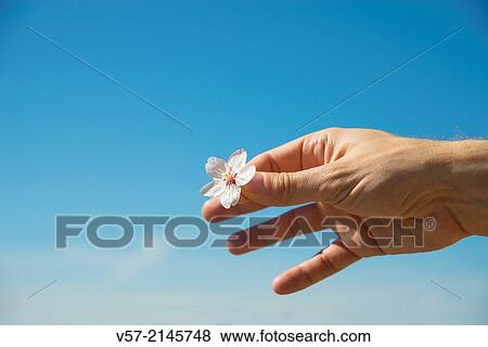 Stock Photo - ManÂ´s hand holding a flower of almond tree against blue sky.. Fotosearch