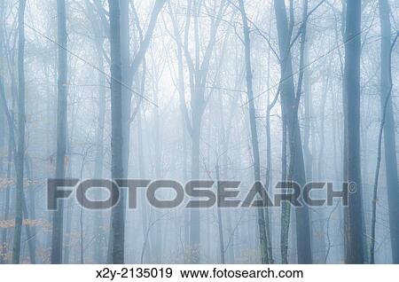 Moody mist decends on forest trees, New Jersey, USA. View Large Photo Image Stock Photo - Moody mist decends on forest trees, New Jersey, USA.. Fotosearch