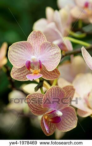 Moth orchid Phalaenopsis. View Large Photo Image Stock Photo - Moth orchid Phalaenopsis.. Fotosearch