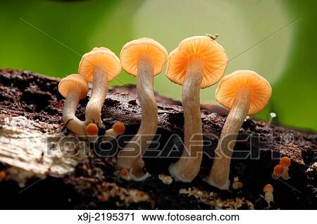 Mushroom, Fungi, on tree trunk, borneo View Large Photo Image Stock Image - Mushroom, Fungi, on tree trunk, borneo. Fotosearch
