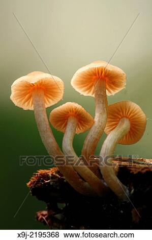 Mushroom, Fungi, on tree trunk, borneo View Large Photo Image Stock Photo - Mushroom, Fungi, on tree trunk, borneo. Fotosearch