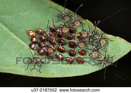 New born stink bugs. Image taken at Kampung Skudup, Sarawak, Malaysia. View Large Photo Image Stock Image - New born stink bugs. Image taken at Kampung Skudup, Sarawak, Malaysia.. Fotosearch