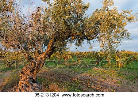 Picture - Olive trees scattered between vineyards in the Penedes qualified wine region, Spain.. Fotosearch