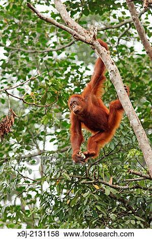 Orangutans. Semengoh Wildlife Centre, Sarawak, Malaysia View Large Photo Image Stock Photo - Orangutans. Semengoh Wildlife Centre, Sarawak, Malaysia. Fotosearch