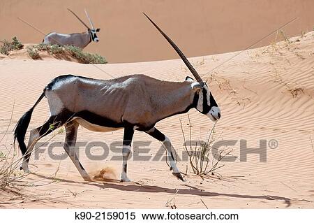 Stock Photography - Oryx, Oryx gazella, in the sand dunes of Sossusvlei Valley, Namib-Naukluft Park, Namibia, Africa.. Fotosearch