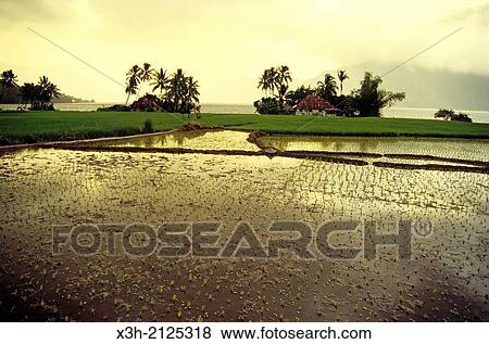 paddy field at sunset, Sumatra island, Republic of Indonesia, Southeast Asia and Oceania. View Large Photo Image Stock Photo - paddy field at sunset, Sumatra island, Republic of Indonesia, Southeast Asia and Oceania.. Fotosearch
