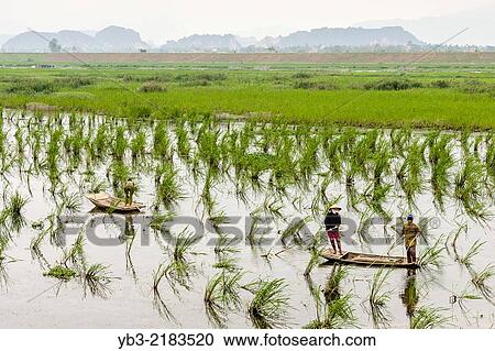 People Fishing On The Ngo Dong River, Tam Coc, Ninh Binh Province, Vietnam. View Large Photo Image Stock Image - People Fishing On The Ngo Dong River, Tam Coc, Ninh Binh Province, Vietnam.. Fotosearch