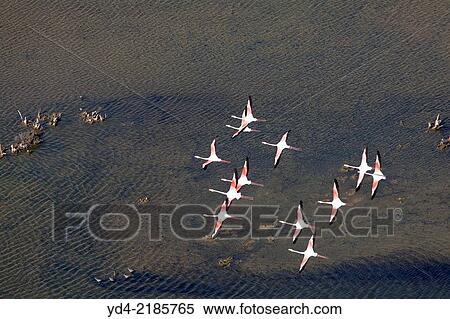 Pink Flamingos (Phoenicopterus ruber), flying over Es Solabrar of Campos in Colonia Sant Jordi, Sese Salines, Mallorca, Balearic Island, Spain. View Large Photo Image Stock Photography - Pink Flamingos (Phoenicopterus ruber), flying over Es Solabrar of Campos in Colonia Sant Jordi, Sese Salines, Mallorca, Balearic Island, Spain.. Fotosearch