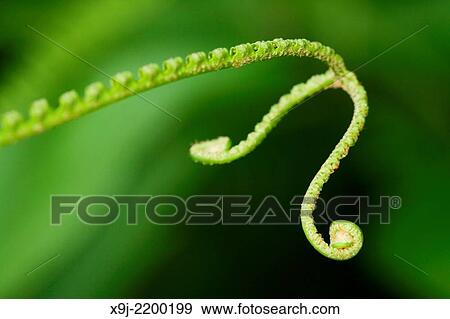 Plant in the nature, firm leaf, Borneo View Large Photo Image Stock Photo - Plant in the nature, firm leaf, Borneo. Fotosearch