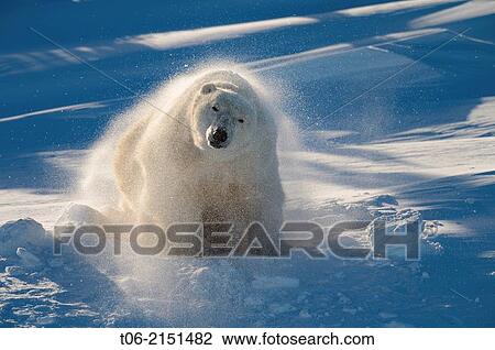 Polar bear (Ursus maritimus) female coming out the den and shaking off snow in march. Wapusk National Park, Churchill, Manitoba, Canada. View Large Photo Image Stock Image - Polar bear (Ursus maritimus) female coming out the den and shaking off snow in march. Wapusk National Park, Churchill, Manitoba, Canada.. Fotosearch