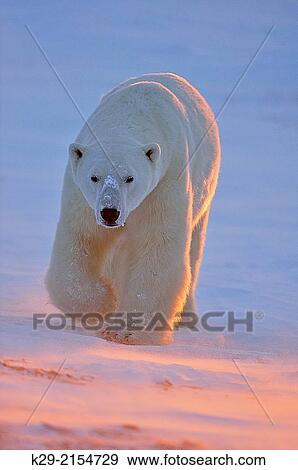 Polar bear (Ursus maritimus), Wapusk NP, Cape Churchill, Manitoba, Canada. View Large Photo Image Stock Photo - Polar bear (Ursus maritimus), Wapusk NP, Cape Churchill, Manitoba, Canada.. Fotosearch