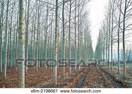 Stock Photo - Poplar grove. Burgos. Castile and Leon, Spain.. Fotosearch