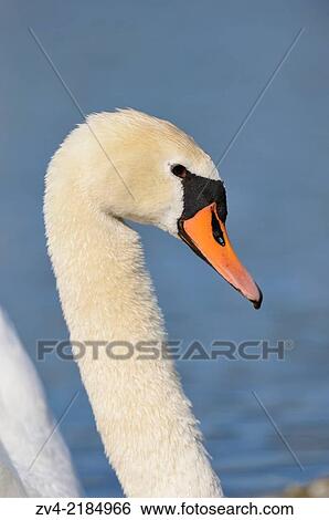 Portrait of a Mute Swan (Cygnus olor) swimming in the water in spring. View Large Photo Image Stock Photograph - Portrait of a Mute Swan (Cygnus olor) swimming in the water in spring.. Fotosearch