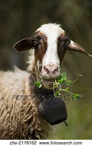 Portrait of a sheep feeding on grass (Pelion Peninsula, Thessaly, Greece). View Large Photo Image Stock Image - Portrait of a sheep feeding on grass (Pelion Peninsula, Thessaly, Greece).. Fotosearch
