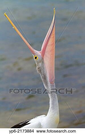 Picture - portrait of Australian Pelican (Pelecanus conspicillatus) with opened bill, Kangaroo Island, South Australia, Australia.. Fotosearch