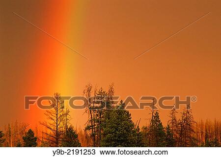Stock Image - Rainbow over conifers at sunset, near Firehole River, Yellowstone National Park, Wyoming, USA.. Fotosearch