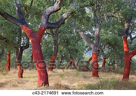 Stock Image - Recently stripped cork oaks (Quercus suber) in the Sierra de Grazalema. MÃ¡laga province, Andalusia, Spain.. Fotosearch