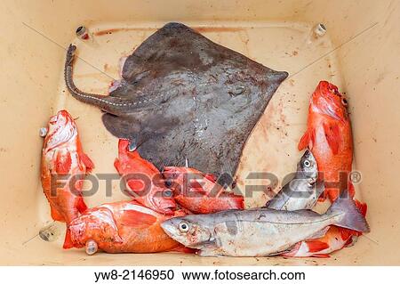 Stock Image - Redfish, Skate and trout freshly caught, Iceland.. Fotosearch