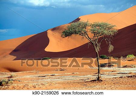 Sand dunes with tree in the sun with shadow, Namib-Naukluft Park, Namibia, Africa. View Large Photo Image Stock Photograph - Sand dunes with tree in the sun with shadow, Namib-Naukluft Park, Namibia, Africa.. Fotosearch