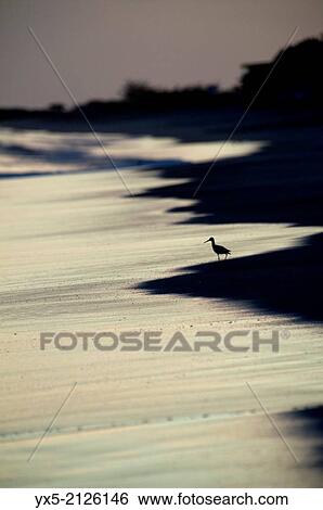 Stock Photograph - Sandpiper walking on beach at sunset.. Fotosearch