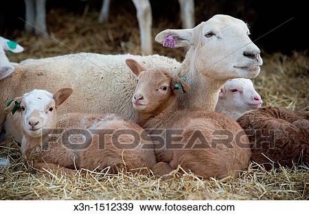 Sheep and lambs View Large Photo Image Stock Photo - Sheep and lambs. Fotosearch