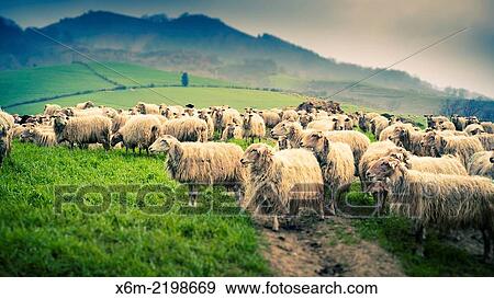 Stock Photo - Sheep flock in a grassland.. Fotosearch