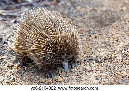 Short-beaked Echidna (Tachyglossus aculeatus), Kangaroo Island, South Australia, Australia. View Large Photo Image Stock Image - Short-beaked Echidna (Tachyglossus aculeatus), Kangaroo Island, South Australia, Australia.. Fotosearch