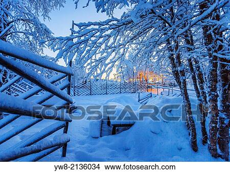 Snow covered trees in extreme cold temperatures, Lapland, Sweden. View Large Photo Image Picture - Snow covered trees in extreme cold temperatures, Lapland, Sweden.. Fotosearch