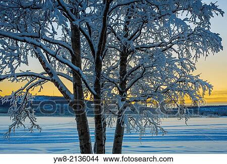 Snow covered trees in extreme cold temperatures, Lapland, Sweden. View Large Photo Image Picture - Snow covered trees in extreme cold temperatures, Lapland, Sweden.. Fotosearch