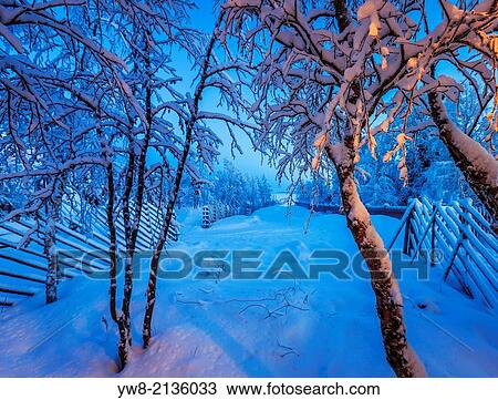 Stock Image - Snow covered trees in extreme cold temperatures, Lapland, Sweden.. Fotosearch