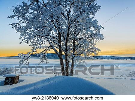 Snow covered trees in extreme cold temperatures, Lapland, Sweden. View Large Photo Image Stock Image - Snow covered trees in extreme cold temperatures, Lapland, Sweden.. Fotosearch