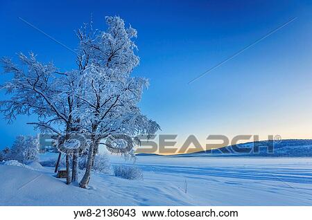 Snow covered trees in extreme cold temperatures, Lapland, Sweden. View Large Photo Image Stock Image - Snow covered trees in extreme cold temperatures, Lapland, Sweden.. Fotosearch