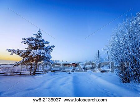 Stock Photo - Snow covered trees in extreme cold temperatures, Lapland, Sweden.. Fotosearch