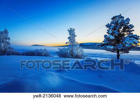 Snow covered trees in extreme cold temperatures, Lapland, Sweden. View Large Photo Image Stock Photo - Snow covered trees in extreme cold temperatures, Lapland, Sweden.. Fotosearch