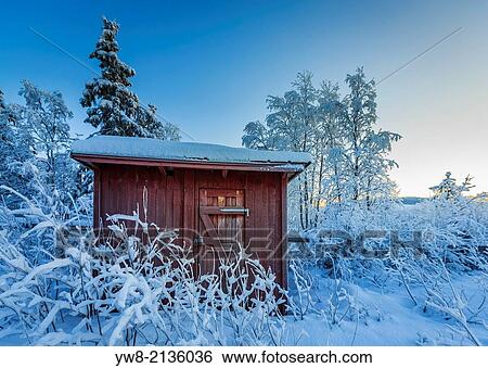 Snow covered trees in extreme cold temperatures, Lapland, Sweden. View Large Photo Image Stock Photograph - Snow covered trees in extreme cold temperatures, Lapland, Sweden.. Fotosearch