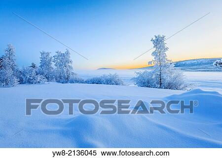 Stock Photography - Snow covered trees in extreme cold temperatures, Lapland, Sweden.. Fotosearch