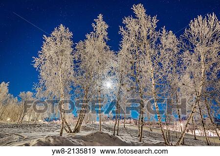 Stock Photo - Snow crystals on trees in winter, Lapland, Sweden. Cold winter with temperatures as low as -47 celsius.. Fotosearch
