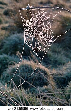 Spider web woven on rushes, coated with hoar frost in the early morning. View Large Photo Image Stock Photograph - Spider web woven on rushes, coated with hoar frost in the early morning.. Fotosearch