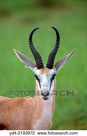 Springbok (Antodorcas marsupialis) - Male, Kgalagadi Transfrontier Park, Kalahari Desert, South Africa. View Large Photo Image Stock Image - Springbok (Antodorcas marsupialis) - Male, Kgalagadi Transfrontier Park, Kalahari Desert, South Africa.. Fotosearch