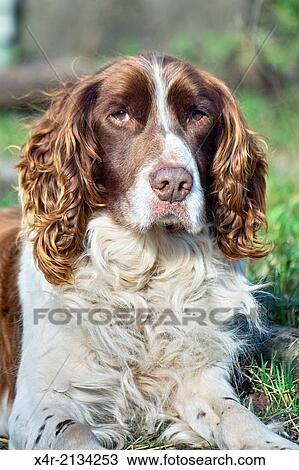 Stock Image - Springer Spaniel, portrait.. Fotosearch