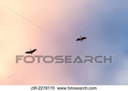Storks in flight, Otero de Herreros, Segovia province, Castilla-Leon, Spain View Large Photo Image Stock Image - Storks in flight, Otero de Herreros, Segovia province, Castilla-Leon, Spain. Fotosearch