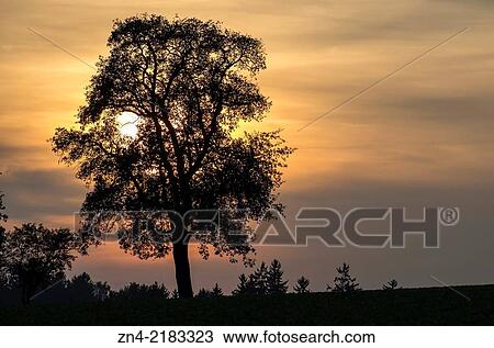 Sun Setting behind a Tree in Hausruck Quarter, Austria. View Large Photo Image Stock Image - Sun Setting behind a Tree in Hausruck Quarter, Austria.. Fotosearch