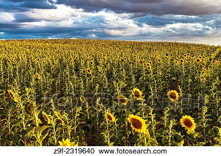 Sunflowers field in Duratón, Sepulveda, Segovia province, Castilla-Leon, Spain View Large Photo Image Stock Image - Sunflowers field in Duratón, Sepulveda, Segovia province, Castilla-Leon, Spain. Fotosearch