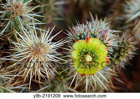 TEDDY-BEAR CHOLLA, Opuntia bigelovii, in bloom, Anza-Borrego Desert State Park, California, USA. View Large Photo Image Stock Photo - TEDDY-BEAR CHOLLA, Opuntia bigelovii, in bloom, Anza-Borrego Desert State Park, California, USA.. Fotosearch