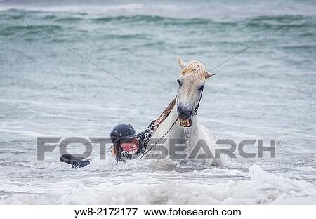 Teenager horseback riding in the sea. Icelandic horse and rider at Longufjorur beach, Snaefellsnes Peninsula, Icelan. View Large Photo Image Stock Photo - Teenager horseback riding in the sea. Icelandic horse and rider at Longufjorur beach, Snaefellsnes Peninsula, Icelan.. Fotosearch