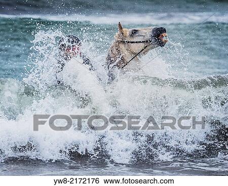 Teenager horseback riding in the sea. Icelandic horse and rider at Longufjorur beach, Snaefellsnes Peninsula, Icelan. View Large Photo Image Stock Photograph - Teenager horseback riding in the sea. Icelandic horse and rider at Longufjorur beach, Snaefellsnes Peninsula, Icelan.. Fotosearch